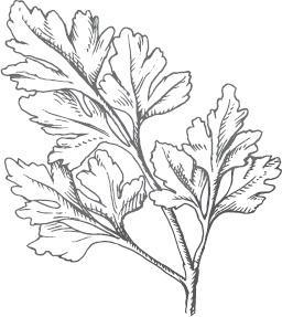 Иллюстрация к книге — Большая энциклопедия садовода-огородника от А до Я [_52.jpg]