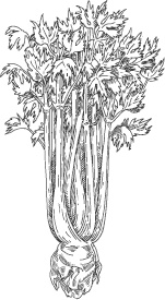 Иллюстрация к книге — Большая энциклопедия садовода-огородника от А до Я [_58.jpg]