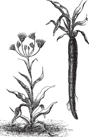 Иллюстрация к книге — Большая энциклопедия садовода-огородника от А до Я [_59.jpg]