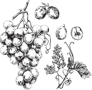 Иллюстрация к книге — Большая энциклопедия садовода-огородника от А до Я [_6.jpg]