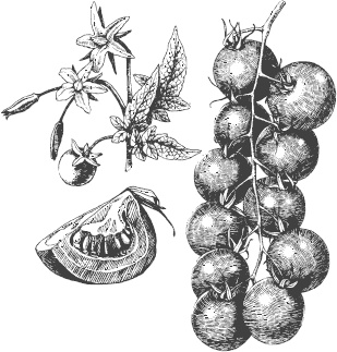 Иллюстрация к книге — Большая энциклопедия садовода-огородника от А до Я [_61.jpg]