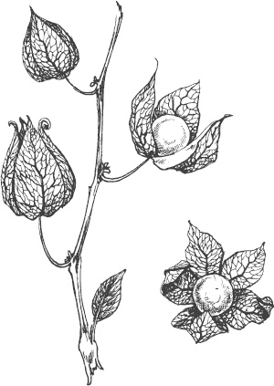 Иллюстрация к книге — Большая энциклопедия садовода-огородника от А до Я [_66.jpg]