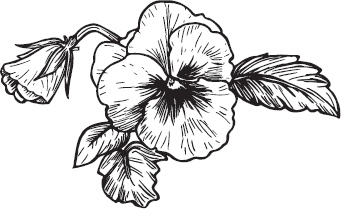 Иллюстрация к книге — Большая энциклопедия садовода-огородника от А до Я [_68.jpg]