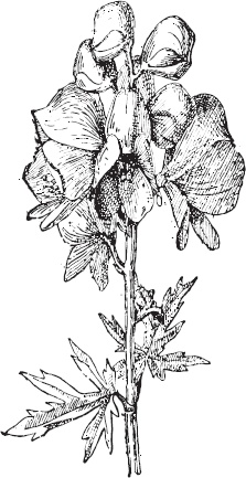 Иллюстрация к книге — Большая энциклопедия садовода-огородника от А до Я [_70.jpg]