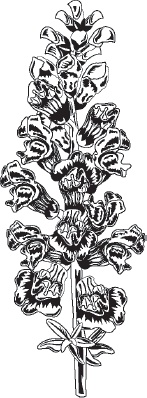 Иллюстрация к книге — Большая энциклопедия садовода-огородника от А до Я [_71.jpg]