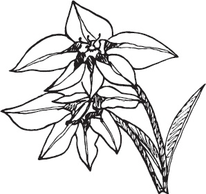 Иллюстрация к книге — Большая энциклопедия садовода-огородника от А до Я [_72.jpg]