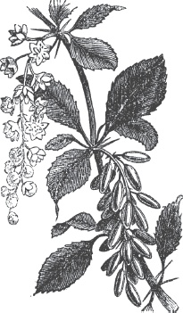 Иллюстрация к книге — Большая энциклопедия садовода-огородника от А до Я [_73.jpg]