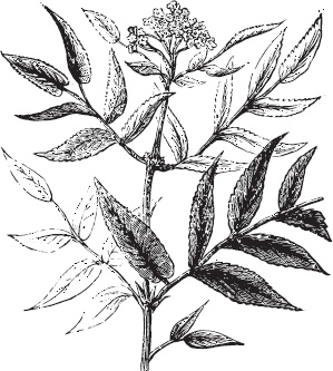 Иллюстрация к книге — Большая энциклопедия садовода-огородника от А до Я [_75.jpg]