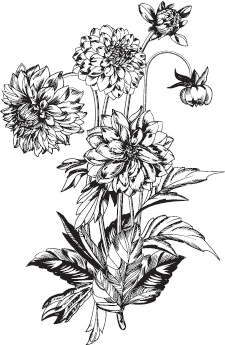 Иллюстрация к книге — Большая энциклопедия садовода-огородника от А до Я [_76.jpg]