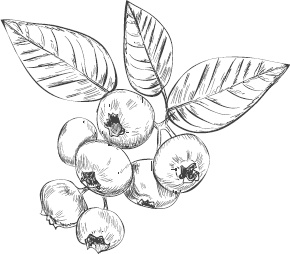 Иллюстрация к книге — Большая энциклопедия садовода-огородника от А до Я [_8.jpg]