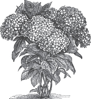 Иллюстрация к книге — Большая энциклопедия садовода-огородника от А до Я [_80.jpg]