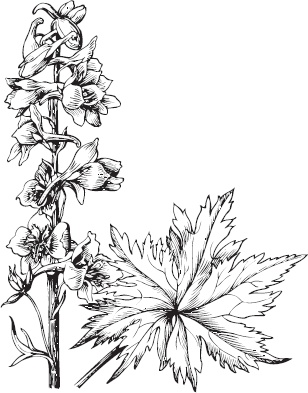 Иллюстрация к книге — Большая энциклопедия садовода-огородника от А до Я [_81.jpg]