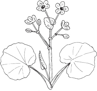 Иллюстрация к книге — Большая энциклопедия садовода-огородника от А до Я [_86.jpg]