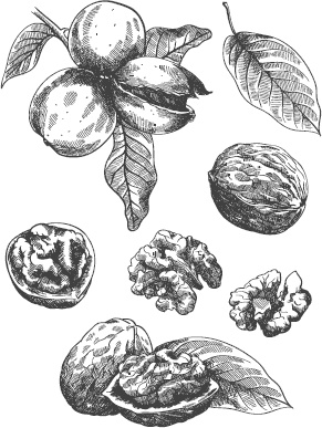 Иллюстрация к книге — Большая энциклопедия садовода-огородника от А до Я [_9.jpg]