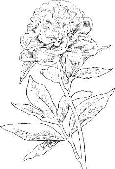 Иллюстрация к книге — Большая энциклопедия садовода-огородника от А до Я [_97.jpg]