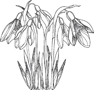 Иллюстрация к книге — Большая энциклопедия садовода-огородника от А до Я [_98.jpg]