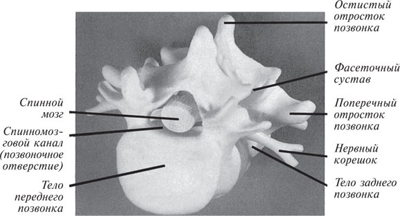 Иллюстрация к книге — Как лечить боли в спине и ревматические боли в суставах [i_002.jpg]