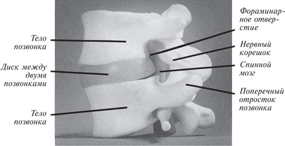 Иллюстрация к книге — Как лечить боли в спине и ревматические боли в суставах [i_003.jpg]