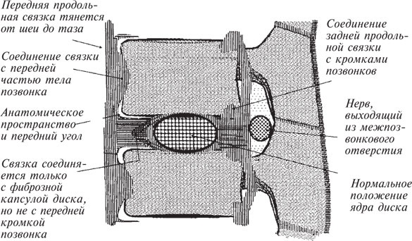 Иллюстрация к книге — Как лечить боли в спине и ревматические боли в суставах [i_051.jpg]