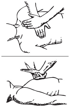 Иллюстрация к книге — Основы медицинских знаний. Учебное пособие [i_025.jpg]