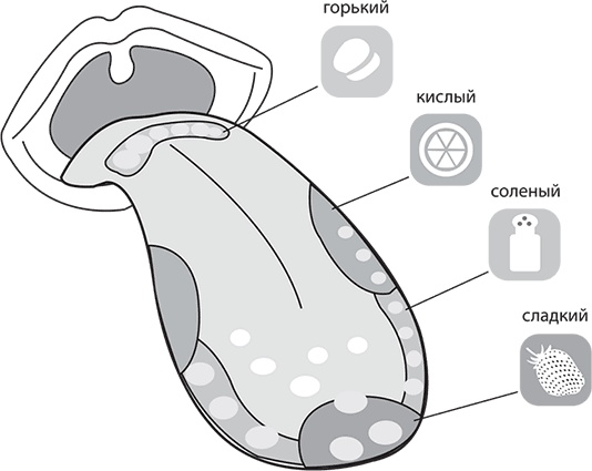 Иллюстрация к книге — Лишний вес – из головы! Диета для умных [autogen_ebook_id22.jpg]