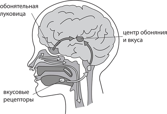 Иллюстрация к книге — Лишний вес – из головы! Диета для умных [autogen_ebook_id30.jpg]