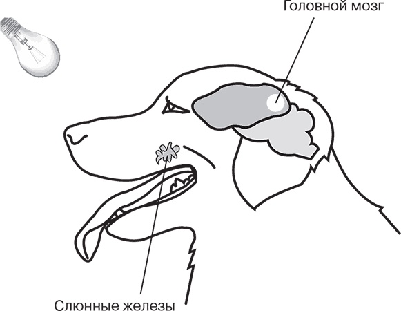 Иллюстрация к книге — Лишний вес – из головы! Диета для умных [autogen_ebook_id42.jpg]