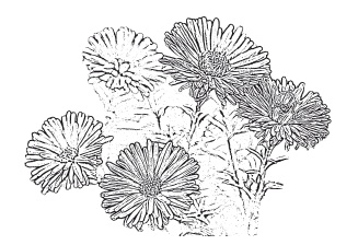 Иллюстрация к книге — Имбирь и еще 35 растений-целителей. Выращиваем сами. Против 100 болезней [autogen_ebook_id1.jpg]