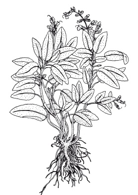 Иллюстрация к книге — Имбирь и еще 35 растений-целителей. Выращиваем сами. Против 100 болезней [autogen_ebook_id2.jpg]