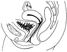 Иллюстрация к книге — Главная книга о женском здоровье [i_006.jpg]