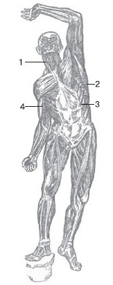 Иллюстрация к книге — Боль в спине. Как определить причину и устранить приступ [i_010.jpg]