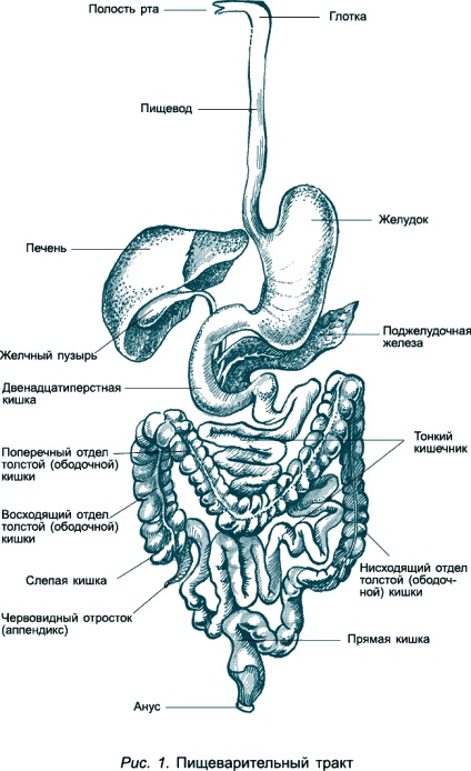 Иллюстрация к книге — Проблемы пищеварения. Какие задачи скрываются за желудочными и кишечными симптомами [_53470.jpg]