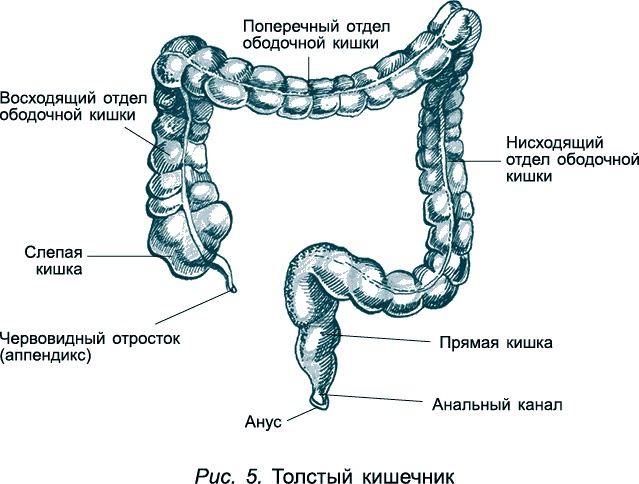 Иллюстрация к книге — Проблемы пищеварения. Какие задачи скрываются за желудочными и кишечными симптомами [_53744.jpg]