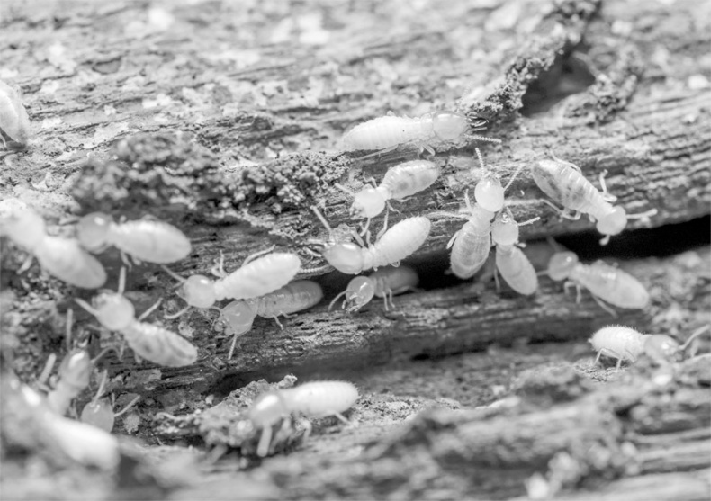 Иллюстрация к книге — Тайны пророчеств и предсказаний [i_006.jpg]