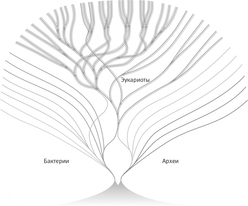 Иллюстрация к книге — Вопрос жизни. Энергия, эволюция и происхождение сложности [i_001.jpg]