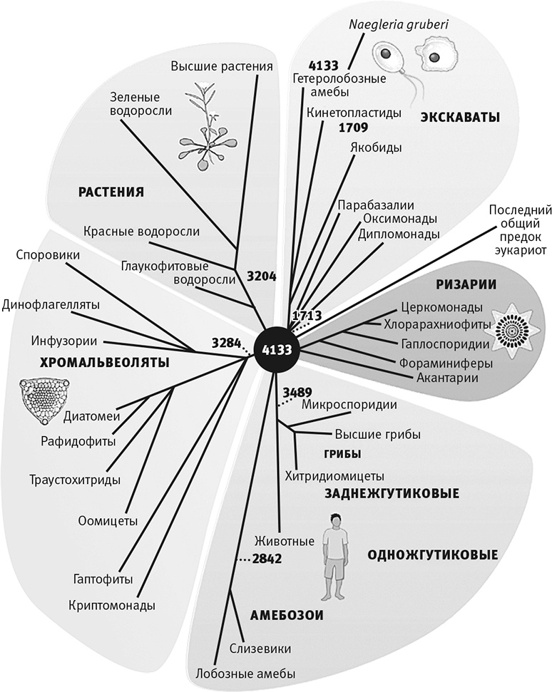 Иллюстрация к книге — Вопрос жизни. Энергия, эволюция и происхождение сложности [i_005.jpg]