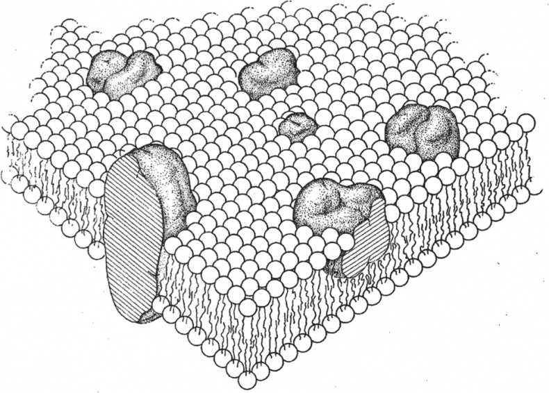 Иллюстрация к книге — Вопрос жизни. Энергия, эволюция и происхождение сложности [i_007.jpg]