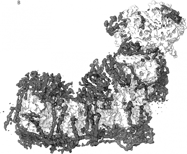 Иллюстрация к книге — Вопрос жизни. Энергия, эволюция и происхождение сложности [i_010.jpg]