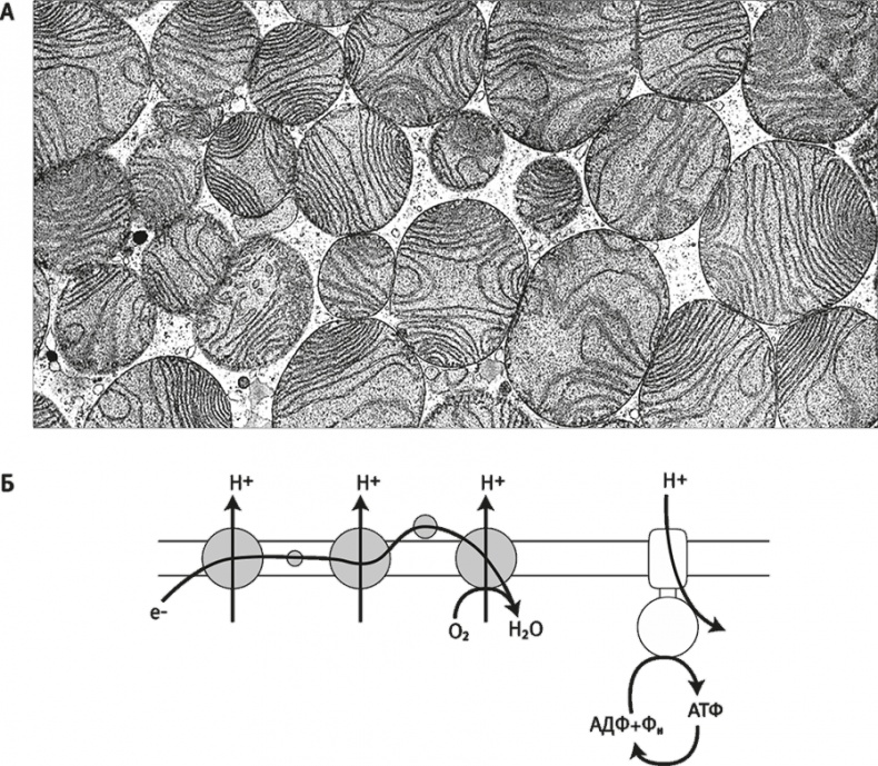 Иллюстрация к книге — Вопрос жизни. Энергия, эволюция и происхождение сложности [i_011.jpg]