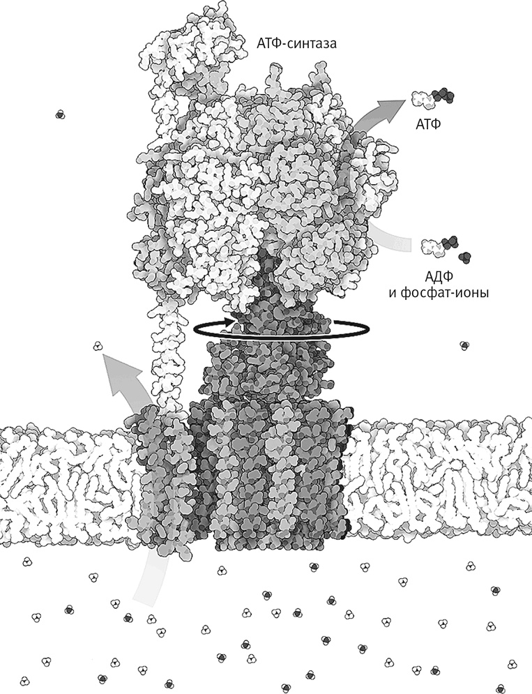 Иллюстрация к книге — Вопрос жизни. Энергия, эволюция и происхождение сложности [i_012.jpg]