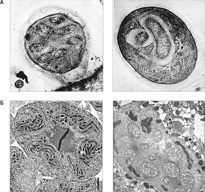Иллюстрация к книге — Вопрос жизни. Энергия, эволюция и происхождение сложности [i_027.jpg]