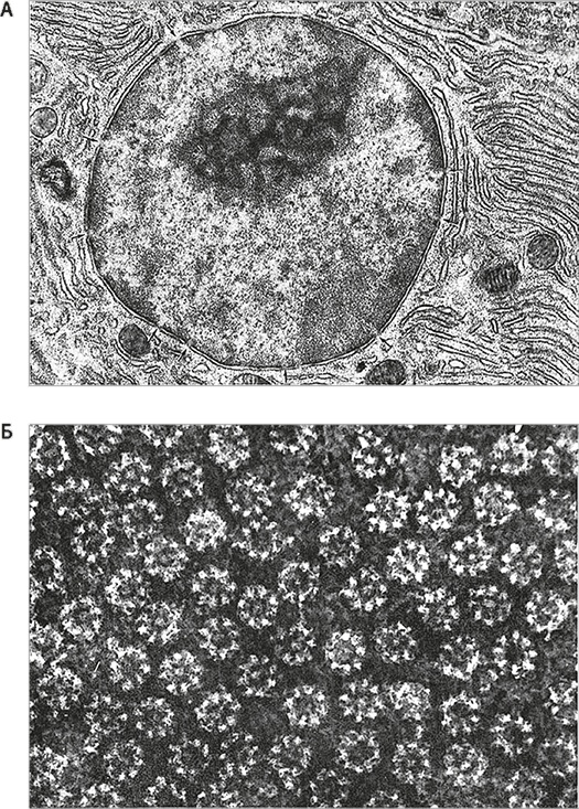 Иллюстрация к книге — Вопрос жизни. Энергия, эволюция и происхождение сложности [i_028.jpg]