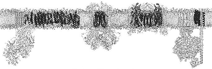 Иллюстрация к книге — Вопрос жизни. Энергия, эволюция и происхождение сложности [i_033.jpg]