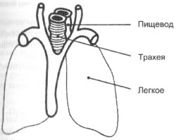 Иллюстрация к книге — Управление голосом [i_005.jpg]