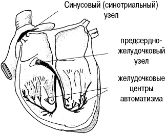 Иллюстрация к книге — Стоп-инфаркт. Как читать ЭКГ и заботиться о сердце [autogen_ebook_id1.jpg]