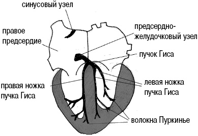 Иллюстрация к книге — Стоп-инфаркт. Как читать ЭКГ и заботиться о сердце [autogen_ebook_id12.jpg]