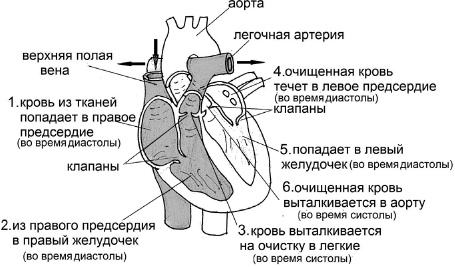 Иллюстрация к книге — Стоп-инфаркт. Как читать ЭКГ и заботиться о сердце [autogen_ebook_id35.jpg]