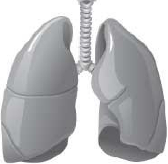 Иллюстрация к книге — Чистки организма. Лучшие методики [i_008.jpg]