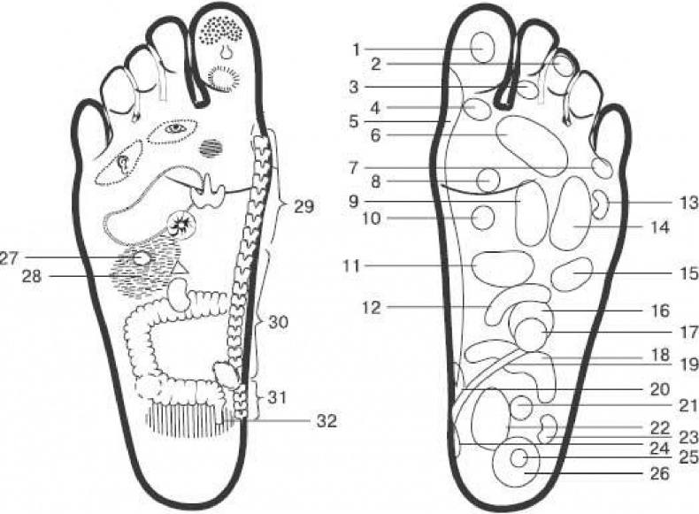 Иллюстрация к книге — Чистки организма. Лучшие методики [i_019.jpg]