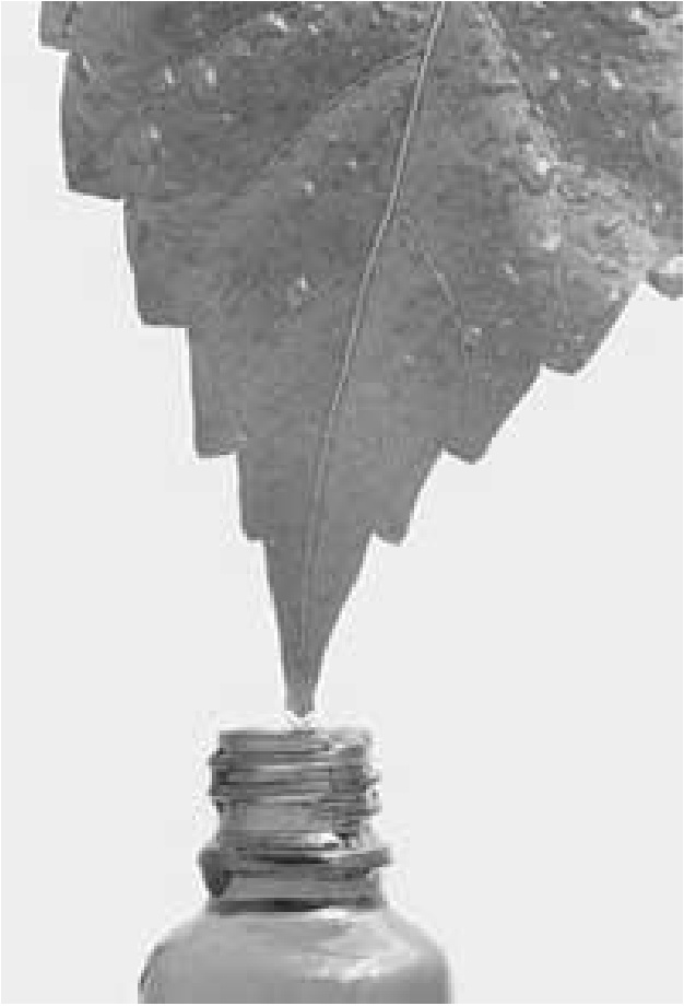 Иллюстрация к книге — Чистки организма. Лучшие методики [i_023.jpg]